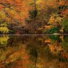 Where To Look At Leaves This Fall